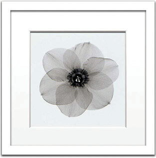 X-Ray ȥեȡSteven N.Meyers Daffodil #2(ƥ֥󡦥ޥ䡼 åѥ#2)X-Ray ȥեȡSteven N.Meyers Daffodil #2(ƥ֥󡦥ޥ䡼 åѥ#2)ڳڥ_ۡڳڥ_Τۡڳڥ_åϡۡYDKG-tdۡڱ_ݥ10ܡۡڱ_ۡڱ_ۡڱ_̵¡ۡڱ_Påס