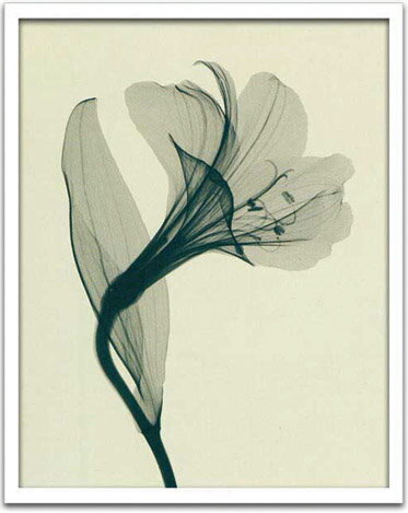 X-Ray ȥեȡSteven N.Meyers Alstomeria I(ƥ֥󡦥ޥ䡼 륹ȥꥢ1ɴ)X-Ray ȥեȡSteven N.Meyers Alstomeria I(ƥ֥󡦥ޥ䡼 륹ȥꥢ1ɴ)ڳڥ_ۡڳڥ_Τۡڳڥ_åϡۡYDKG-tdۡڱ_ݥ10ܡ