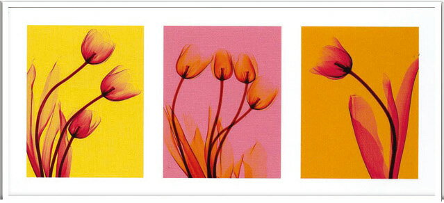 X-Ray ȥեȡSteven N.Meyers Tulips Trio(ƥ֥󡦥ޥ䡼 塼åץȥꥪ)X-Ray ȥեȡSteven N.Meyers Tulips Trio(ƥ֥󡦥ޥ䡼 塼åץȥꥪ)ڳڥ_ۡڳڥ_Τۡڳڥ_åϡۡYDKG-tdۡڱ_ݥ10ܡۡsmtb-TDۡsaitama