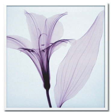 X-Ray ȥեȡSteven N.Meyers Alstromeria III(ƥ֥󡦥ޥ䡼 륹ȥꥢ3ɴ)X-Ray ȥեȡSteven N.Meyers Alstromeria III(ƥ֥󡦥ޥ䡼 륹ȥꥢ3ɴ)ڳڥ_ۡڳڥ_Τۡڳڥ_åϡۡYDKG-tdۡڱ_ݥ10ܡ