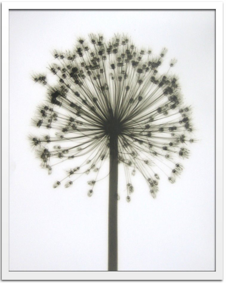 X-Ray ȥեȡSteven N.Meyers Allium(ƥ֥󡦥ޥ䡼 ꥦ)X-Ray ȥեȡSteven N.Meyers Allium(ƥ֥󡦥ޥ䡼 ꥦ)ڳڥ_ۡڳڥ_Τۡڳڥ_åϡۡYDKG-tdۡڱ_ݥ10ܡۡsmtb-TDۡsaitama