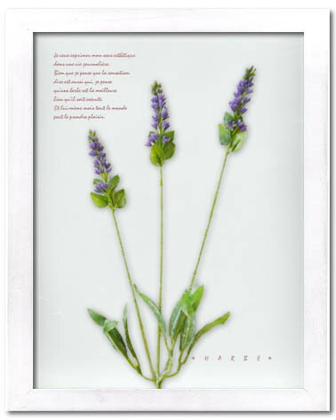 ԥϡ ȥե졼Herbe frame lavender(٥)ԥϡ ȥե졼Herbe frame lavender(٥)ڳڥ_ۡڳڥ_Τۡڳڥ_åϡۡYDKG-tdۡڱ_ݥ10ܡۡڱ_ۡڱ_ۡڱ_̵¡ۡڱ_Påס