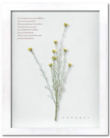 ԥϡ ȥե졼Herbe frame Wild mini daisy(磻ɡߥˡǡ)ԥϡ ȥե졼Herbe frame Wild mini daisy(磻ɡߥˡǡ)ڳڥ_ۡڳڥ_Τۡڳڥ_åϡۡYDKG-tdۡڱ_ݥ10ܡۡڱ_ۡڱ_ۡڱ_̵¡ۡڱ_Påס