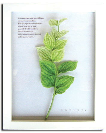 ԥϡ ȥե졼Herbe frame Salvia taraxacifolia(ӥ饯եꥢ)ԥϡ ȥե졼Herbe frame Salvia taraxacifolia(ӥ饯եꥢ)ڳڥ_ۡڳڥ_Τۡڳڥ_åϡۡYDKG-tdۡڱ_ݥ10ܡۡڱ_ۡڱ_ۡڱ_̵¡ۡڱ_Påס