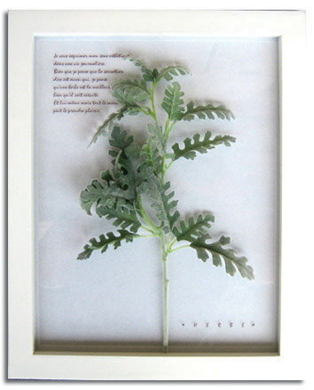 ԥϡ ȥե졼Herbe frame Senecio cineraria()ԥϡ ȥե졼Herbe frame Senecio cineraria()ڳڥ_ۡڳڥ_Τۡڳڥ_åϡۡYDKG-tdۡڱ_ݥ10ܡۡڱ_ۡڱ_ۡڱ_̵¡ۡڱ_Påס