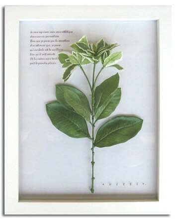 ԥϡ ȥե졼Herbe frame Euphorbia polychroma(桼եӥݥꥯ)ԥϡ ȥե졼Herbe frame Euphorbia polychroma(桼եӥݥꥯ)ڳڥ_ۡڳڥ_Τۡڳڥ_åϡۡYDKG-tdۡڱ_ݥ10ܡۡڱ_ۡڱ_ۡڱ_̵¡ۡڱ_Påס