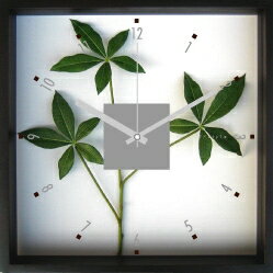 ԳݻסPachia glabra(ѥ)ԳݻסPachia glabra(ѥ) ڳڥ_ۡڳڥ_Τۡڳڥ_åϡۡYDKG-tdۡڱ_ݥ10ܡۡڱ_ۡڱ_ۡڱ_̵¡ۡڱ_Påסۡsmtb-TDۡsaitamaۡڱ_̵