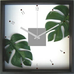 ԳݻסMonstera deliciosa(󥹥ƥ ǥꥷ)ԳݻסMonstera deliciosa (󥹥ƥ ǥꥷ) ڳڥ_ۡڳڥ_Τۡڳڥ_åϡۡYDKG-tdۡڱ_ݥ10ܡۡڱ_ۡڱ_ۡڱ_̵¡ۡڱ_Påסۡsmtb-TDۡsaitamaۡڱ_̵