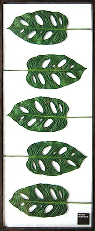 ԥ꡼եѥͥMonstera friedrichsthalii(󥹥ƥ ޥɥ)ԥ꡼եѥͥMonstera friedrichsthalii(󥹥ƥ ޥɥ) ڳڥ_ۡڳڥ_Τۡڳڥ_åϡۡYDKG-tdۡڱ_ݥ10ܡۡڱ_ۡڱ_ۡڱ_̵¡ۡڱ_Påסۡsmtb-TDۡsaitamaۡڱ_̵