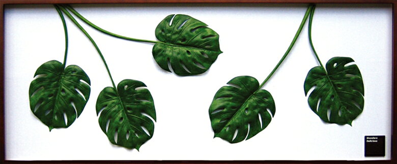 ԥ꡼եѥͥMonstera deliciosa(󥹥ƥ ǥꥷ)ԥ꡼եѥͥMonstera deliciosa(󥹥ƥ ǥꥷ) ڳڥ_ۡڳڥ_Τۡڳڥ_åϡۡYDKG-tdۡڱ_ݥ10ܡۡڱ_ۡڱ_ۡڱ_̵¡ۡڱ_Påסۡsmtb-TDۡsaitamaۡڱ_̵
