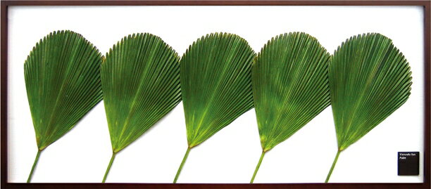 ԥ꡼եѥͥVanuatu fan palm(Х̥ ե С)ԥ꡼եѥͥVanuatu fan palm(Х̥ ե С) ڳڥ_ۡڳڥ_Τۡڳڥ_åϡۡYDKG-tdۡڱ_ݥ10ܡۡڱ_ۡڱ_ۡڱ_̵¡ۡڱ_Påסۡsmtb-TDۡsaitamaۡڱ_̵