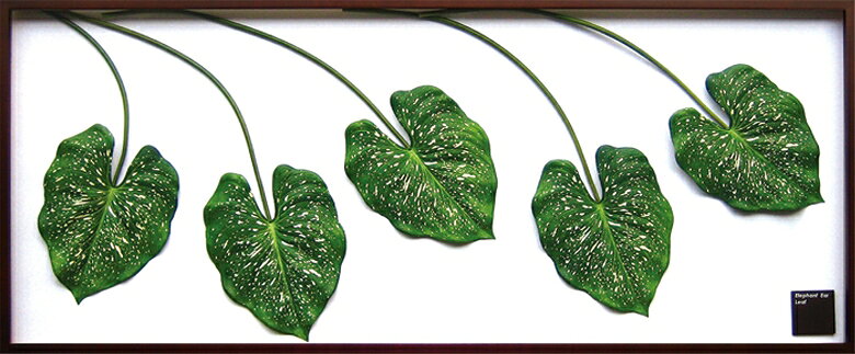 ԥ꡼եѥͥElephant ear leaf(ե  ꡼)ԥ꡼եѥͥElephant ear leaf(ե  ꡼) ڳڥ_ۡڳڥ_Τۡڳڥ_åϡۡYDKG-tdۡڱ_ݥ10ܡۡڱ_ۡڱ_ۡڱ_̵¡ۡڱ_Påסۡsmtb-TDۡsaitamaۡڱ_̵