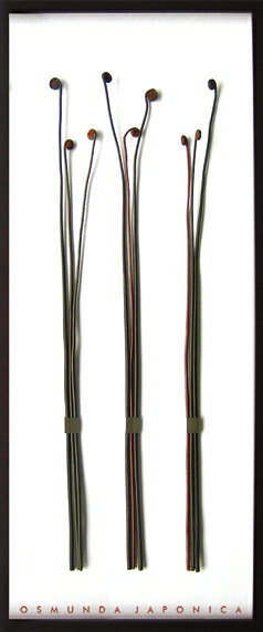 ԥ꡼եѥͥOsmunda japonica(ޥ)ԥ꡼եѥͥOsmunda japonica(ޥ) ڳڥ_ۡڳڥ_Τۡڳڥ_åϡۡYDKG-tdۡڱ_ݥ10ܡۡڱ_ۡڱ_ۡڱ_̵¡ۡڱ_Påסۡsmtb-TDۡsaitamaۡڱ_̵