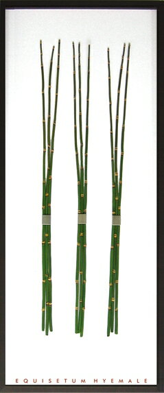 ԥ꡼եѥͥEquisetum hyemale(ȥ±)ԥ꡼եѥͥEquisetum hyemale(ȥ±) ڳڥ_ۡڳڥ_Τۡڳڥ_åϡۡYDKG-tdۡڱ_ݥ10ܡۡڱ_ۡڱ_ۡڱ_̵¡ۡڱ_Påסۡsmtb-TDۡsaitamaۡڱ_̵