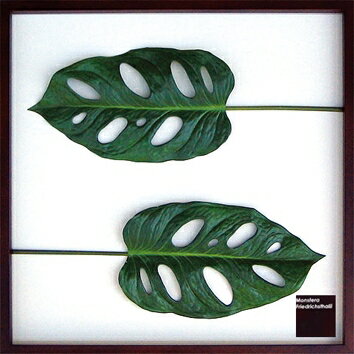 ԥ꡼եѥͥMonstera friedrichsthalii(󥹥ƥ ޥɥ)ԥ꡼եѥͥMonstera friedrichsthalii(󥹥ƥ ޥɥ) ڳڥ_ۡڳڥ_Τۡڳڥ_åϡۡYDKG-tdۡڱ_ݥ10ܡۡڱ_ۡڱ_ۡڱ_̵¡ۡڱ_Påסۡsmtb-TDۡsaitamaۡڱ_̵