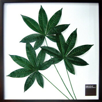 ԥ꡼եѥͥPachira glabra (ѥ ֥ )ԥ꡼եѥͥPachira glabra (ѥ ֥ ) ڳڥ_ۡڳڥ_Τۡڳڥ_åϡۡYDKG-tdۡڱ_ݥ10ܡۡڱ_ۡڱ_ۡڱ_̵¡ۡڱ_Påסۡsmtb-TDۡsaitamaۡڱ_̵