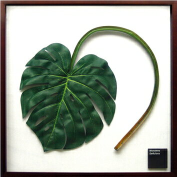 ԥ꡼եѥͥMonstera deliciosa(󥹥ƥ ǥꥷ)ԥ꡼եѥͥMonstera deliciosa(󥹥ƥ ǥꥷ) ڳڥ_ۡڳڥ_Τۡڳڥ_åϡۡYDKG-tdۡڱ_ݥ10ܡۡڱ_ۡڱ_ۡڱ_̵¡ۡڱ_Påסۡsmtb-TDۡsaitamaۡڱ_̵