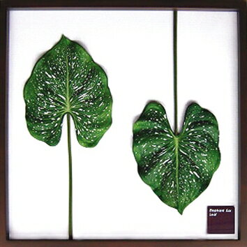 ԥ꡼եѥͥElephant ear leaf(ե  ꡼)ԥ꡼եѥͥElephant ear leaf(ե  ꡼) ڳڥ_ۡڳڥ_Τۡڳڥ_åϡۡYDKG-tdۡڱ_ݥ10ܡۡڱ_ۡڱ_ۡڱ_̵¡ۡڱ_Påסۡsmtb-TDۡsaitamaۡڱ_̵