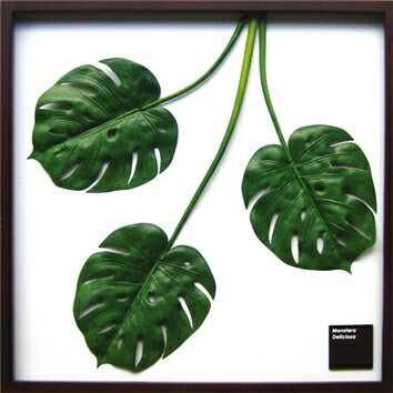 ԥ꡼եѥͥMonstera deliciosa(󥹥ƥ ǥꥷ)ԥ꡼եѥͥMonstera deliciosa(󥹥ƥ ǥꥷ) ڳڥ_ۡڳڥ_Τۡڳڥ_åϡۡYDKG-tdۡڱ_ݥ10ܡۡڱ_ۡڱ_ۡڱ_̵¡ۡڱ_Påסۡsmtb-TDۡsaitamaۡڱ_̵