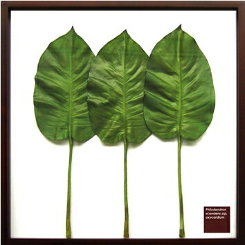 ԥ꡼եѥͥPhilodendron scandens ssp. Oxycardium(եǥɥ󡦥른ࡿ ҥᥫ)ԥ꡼եѥͥPhilodendron scandens ssp. Oxycardium(եǥɥ󡦥른ࡿ ҥᥫ)ڳڥ_ۡڳڥ_Τۡڳڥ_åϡۡYDKG-tdۡڱ_ݥ10ܡۡsmtb-TDۡsaitama
