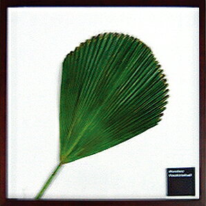 ԥ꡼եѥͥVanuatu fan palm(Х̥ ե С)ԥ꡼եѥͥVanuatu fan palm(Х̥ ե С) ڳڥ_ۡڳڥ_Τۡڳڥ_åϡۡYDKG-tdۡڱ_ݥ10ܡۡڱ_ۡڱ_ۡڱ_̵¡ۡڱ_Påסۡsmtb-TDۡsaitamaۡڱ_̵