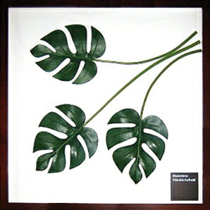 ԥ꡼եѥͥMonstera deliciosa(󥹥ƥ ǥꥷ)ԥ꡼եѥͥMonstera deliciosa(󥹥ƥ ǥꥷ) ڳڥ_ۡڳڥ_Τۡڳڥ_åϡۡYDKG-tdۡڱ_ݥ10ܡۡڱ_ۡڱ_ۡڱ_̵¡ۡڱ_Påסۡsmtb-TDۡsaitamaۡڱ_̵