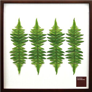 ԥ꡼եѥͥRumohra adiantiformis(쥶ե)ԥ꡼եѥͥRumohra adiantiformis(쥶ե) ڳڥ_ۡڳڥ_Τۡڳڥ_åϡۡYDKG-tdۡڱ_ݥ10ܡۡڱ_ۡڱ_ۡڱ_̵¡ۡڱ_Påסۡsmtb-TDۡsaitamaۡڱ_̵