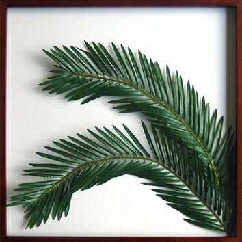 ԥ꡼եѥͥElaeis guineensis(˥֥䥷)ԥ꡼եѥͥElaeis guineensis(˥֥䥷) ڳڥ_ۡڳڥ_Τۡڳڥ_åϡۡYDKG-tdۡڱ_ݥ10ܡۡڱ_ۡڱ_ۡڱ_̵¡ۡڱ_Påסۡsmtb-TDۡsaitamaۡڱ_̵