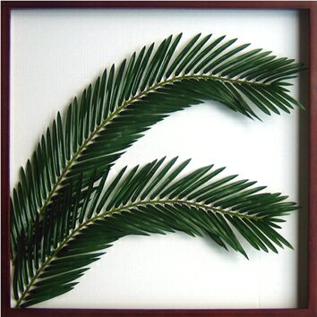 ԥ꡼եѥͥElaeis guineensis(˥֥䥷)ԥ꡼եѥͥElaeis guineensis(˥֥䥷) ڳڥ_ۡڳڥ_Τۡڳڥ_åϡۡYDKG-tdۡڱ_ݥ10ܡۡڱ_ۡڱ_ۡڱ_̵¡ۡڱ_Påסۡsmtb-TDۡsaitamaۡڱ_̵