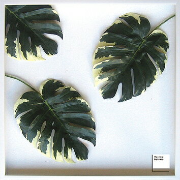 ԥ꡼եѥͥMonstera deliciosa(󥹥ƥ ǥꥷ)ԥ꡼եѥͥMonstera deliciosa(󥹥ƥ ǥꥷ) ڳڥ_ۡڳڥ_Τۡڳڥ_åϡۡYDKG-tdۡڱ_ݥ10ܡۡڱ_ۡڱ_ۡڱ_̵¡ۡڱ_Påסۡsmtb-TDۡsaitamaۡڱ_̵