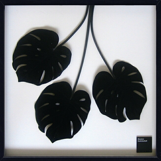 ԥ꡼եѥͥMonstera deliciosa(󥹥ƥ ǥꥷ)ԥ꡼եѥͥMonstera deliciosa(󥹥ƥ ǥꥷ) ڳڥ_ۡڳڥ_Τۡڳڥ_åϡۡYDKG-tdۡڱ_ݥ10ܡۡڱ_ۡڱ_ۡڱ_̵¡ۡڱ_Påסۡsmtb-TDۡsaitamaۡڱ_̵