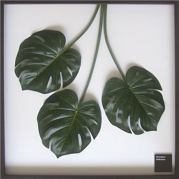 ԥ꡼եѥͥMonstera deliciosa(󥹥ƥ ǥꥷ)ԥ꡼եѥͥMonstera deliciosa(󥹥ƥ ǥꥷ) ڳڥ_ۡڳڥ_Τۡڳڥ_åϡۡYDKG-tdۡڱ_ݥ10ܡۡڱ_ۡڱ_ۡڱ_̵¡ۡڱ_Påסۡsmtb-TDۡsaitamaۡڱ_̵