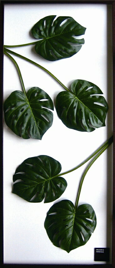 ԥ꡼եѥͥMonstera deliciosa(󥹥ƥ ǥꥷ)ԥ꡼եѥͥMonstera deliciosa(󥹥ƥ ǥꥷ) ڳڥ_ۡڳڥ_Τۡڳڥ_åϡۡYDKG-tdۡڱ_ݥ10ܡۡڱ_ۡڱ_ۡڱ_̵¡ۡڱ_Påסۡsmtb-TDۡsaitamaۡڱ_̵