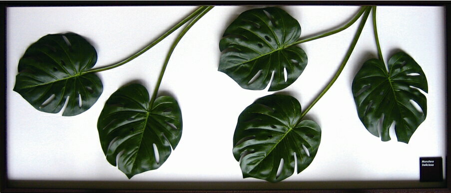 ԥ꡼եѥͥMonstera deliciosa(󥹥ƥ ǥꥷ)ԥ꡼եѥͥMonstera deliciosa(󥹥ƥ ǥꥷ) ڳڥ_ۡڳڥ_Τۡڳڥ_åϡۡYDKG-tdۡڱ_ݥ10ܡۡڱ_ۡڱ_ۡڱ_̵¡ۡڱ_Påסۡsmtb-TDۡsaitamaۡڱ_̵