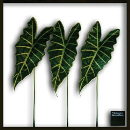 ԥ꡼եѥͥAlocasia Amazonica( ޥ˥)ԥ꡼եѥͥAlocasia Amazonica( ޥ˥) ڳڥ_ۡڳڥ_Τۡڳڥ_åϡۡYDKG-tdۡڱ_ݥ10ܡۡڱ_ۡڱ_ۡڱ_̵¡ۡڱ_Påסۡsmtb-TDۡsaitamaۡڱ_̵