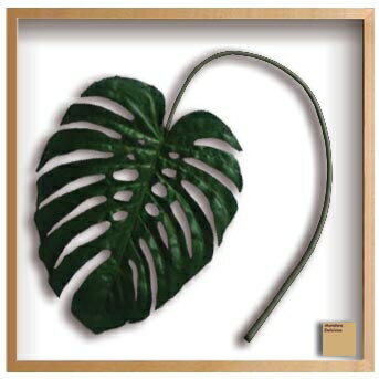 ԥ꡼եѥͥMonstera deliciosa(󥹥ƥ ǥꥷ)ԥ꡼եѥͥMonstera deliciosa(󥹥ƥ ǥꥷ) ڳڥ_ۡڳڥ_Τۡڳڥ_åϡۡYDKG-tdۡڱ_ݥ10ܡۡڱ_ۡڱ_ۡڱ_̵¡ۡڱ_Påסۡsmtb-TDۡsaitamaۡڱ_̵
