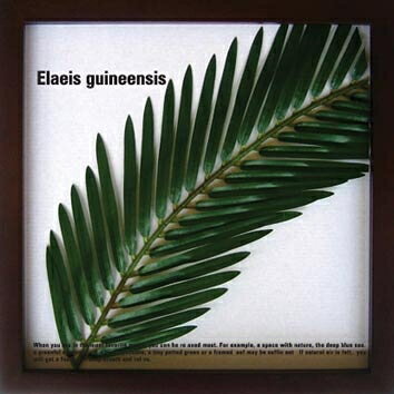ԥ꡼եѥͥElaeis guineensis(˥֥䥷)ԥ꡼եѥͥElaeis guineensis(˥֥䥷)ڳڥ_ۡڳڥ_Τۡڳڥ_åϡۡYDKG-tdۡڱ_ݥ10ܡۡڱ_ۡڱ_ۡڱ_̵¡ۡڱ_Påס