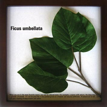 《リーフパネル》Ficus Umbellata(フィカス ウンベラータ)絵画や壁掛けなど9000点、日本最大級の絵画作品数。絵画といえば、あゆわら【Aug08P3】