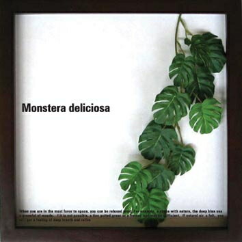 《リーフパネル》Monstera deliciosa(モンステラ デリシオサ)【RCPmara1207】【マラソン1207P10】【壁掛け】