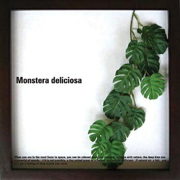 ԥ꡼եѥͥMonstera deliciosa(󥹥ƥ ǥꥷ)ԥ꡼եѥͥMonstera deliciosa(󥹥ƥ ǥꥷ)ڳڥ_ۡڳڥ_Τۡڳڥ_åϡۡYDKG-tdۡڱ_ݥ10ܡۡڱ_ۡڱ_ۡڱ_̵¡ۡڱ_Påס