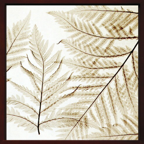 X-RayXˡȥե졼Ferns Iʥ Steven N.Meyers(ƥ֥󡦥ޥ䡼)X-RayX ȥե졼Ferns Iʥ Steven N.Meyers(ƥ֥󡦥ޥ䡼)ڳڥ_ۡڳڥ_Τۡڳڥ_åϡۡYDKG-tdۡڱ_ݥ10ܡۡsmtb-TDۡsaitama