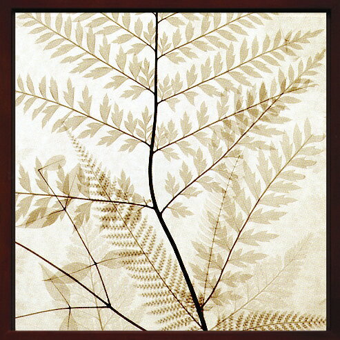 X-RayXˡȥե졼Ferns IIʥ Steven N.Meyers(ƥ֥󡦥ޥ䡼)X-RayX ȥե졼Ferns IIʥ Steven N.Meyers(ƥ֥󡦥ޥ䡼)ڳڥ_ۡڳڥ_Τۡڳڥ_åϡۡYDKG-tdۡڱ_ݥ10ܡۡsmtb-TDۡsaitama