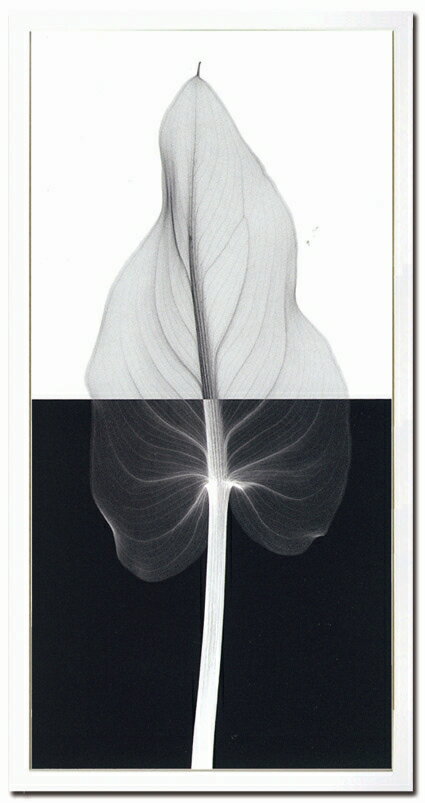 《X-Ray（X線） アートフレーム》Calla Leaf II（カラーリーフ） Steven N.Meyers(スティーブン・マイヤーズ)【RCPmara1207】【マラソン1207P10】【送料無料】【壁掛け】