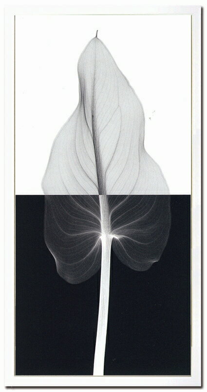X-RayXˡȥե졼Calla Leaf IIʥ顼꡼ա Steven N.Meyers(ƥ֥󡦥ޥ䡼)X-RayX ȥե졼Calla Leaf IIʥ顼꡼ա Steven N.Meyers(ƥ֥󡦥ޥ䡼)ڳڥ_ۡڳڥ_Τۡڳڥ_åϡۡYDKG-tdۡڱ_ݥ10ܡۡsmtb-TDۡsaitama