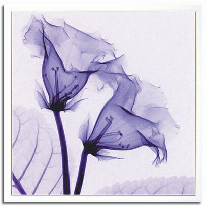 X-RayXˡȥե졼Gloxinia(˥) Steven N.Meyers(ƥ֥󡦥ޥ䡼)X-RayX ȥե졼Gloxinia(˥) Steven N.Meyers(ƥ֥󡦥ޥ䡼)ڳڥ_ۡڳڥ_Τۡڳڥ_åϡۡYDKG-tdۡڱ_ݥ10ܡۡsmtb-TDۡsaitama