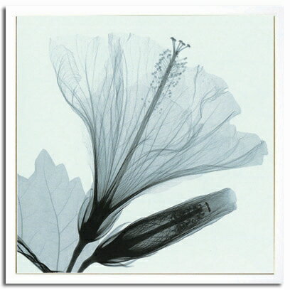 X-RayXˡȥե졼Hibiscus  BudʥϥӥȤĤܤߡ Steven N.Meyers(ƥ֥󡦥ޥ䡼)X-RayX ȥե졼Hibiscus  BudʥϥӥȤĤܤߡ Steven N.Meyers(ƥ֥󡦥ޥ䡼)ڳڥ_ۡڳڥ_Τۡڳڥ_åϡۡYDKG-tdۡڱ_ݥ10ܡ