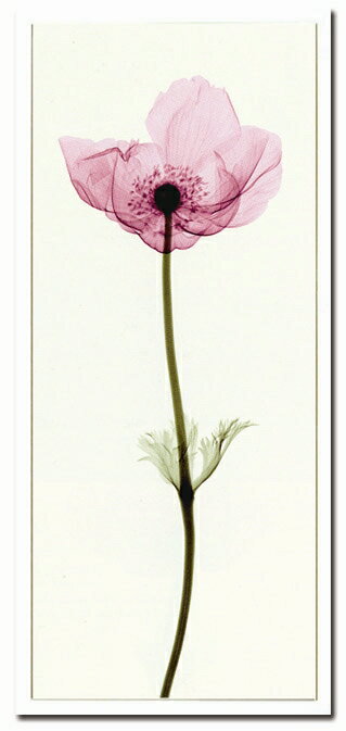 X-RayXˡȥե졼Anemone Iʥͥ͡ Steven N.Meyers(ƥ֥󡦥ޥ䡼)X-RayX ȥե졼Anemone Iʥͥ͡ Steven N.Meyers(ƥ֥󡦥ޥ䡼)ڳڥ_ۡڳڥ_Τۡڳڥ_åϡۡYDKG-tdۡڱ_ݥ10ܡۡsmtb-TDۡsaitama