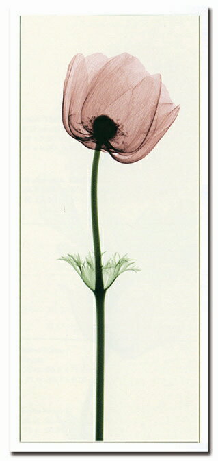 X-RayXˡȥե졼Anemone IIIʥͥ͡ Steven N.Meyers(ƥ֥󡦥ޥ䡼)X-RayX ȥե졼Anemone IIIʥͥ͡ Steven N.Meyers(ƥ֥󡦥ޥ䡼)ڳڥ_ۡڳڥ_Τۡڳڥ_åϡۡYDKG-tdۡڱ_ݥ10ܡۡsmtb-TDۡsaitama