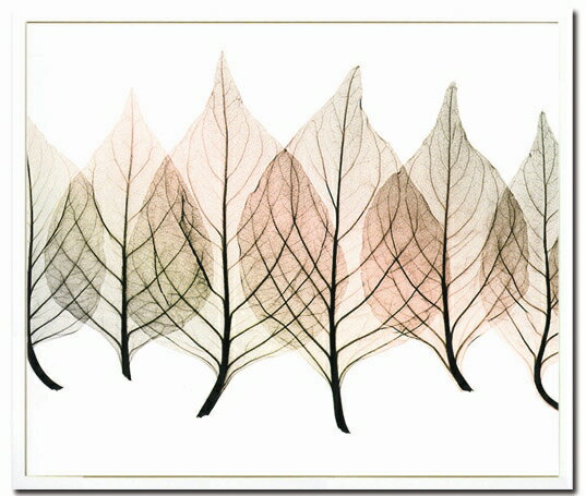 X-RayXˡȥե졼Celosias Steven N.Meyers(ƥ֥󡦥ޥ䡼)X-RayX ȥե졼Celosias Steven N.Meyers(ƥ֥󡦥ޥ䡼)ڳڥ_ۡڳڥ_Τۡڳڥ_åϡۡYDKG-tdۡڱ_ݥ10ܡۡsmtb-TDۡsaitama