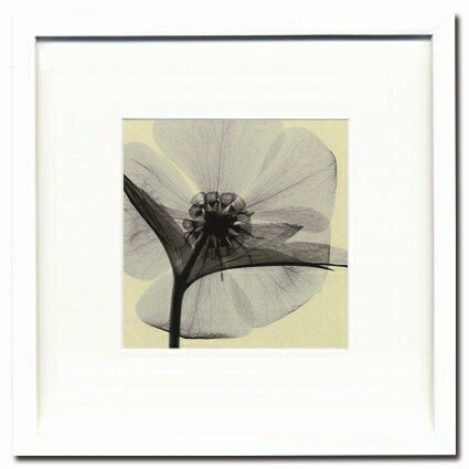 X-RayXˡȥե졼Hellebore(small)ʥإܥ륹 Steven N.Meyers(ƥ֥󡦥ޥ䡼)X-RayX ȥե졼Hellebore(small)ʥإܥ륹 Steven N.Meyers(ƥ֥󡦥ޥ䡼)ڳڥ_ۡڳڥ_Τۡڳڥ_åϡۡYDKG-tdۡڱ_ݥ10ܡۡڱ_ۡڱ_ۡڱ_̵¡ۡڱ_Påס